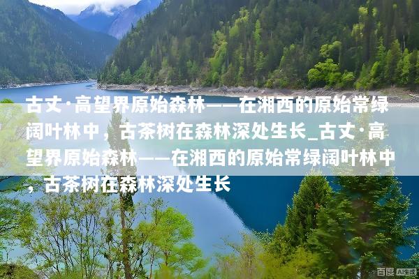 古丈·高望界原始森林——在湘西的原始常绿阔叶林中，古茶树在森林深处生长_古丈·高望界原始森林——在湘西的原始常绿阔叶林中，古茶树在森林深处生长