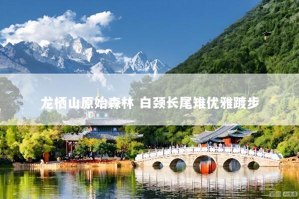 龙栖山原始森林 白颈长尾雉优雅踱步