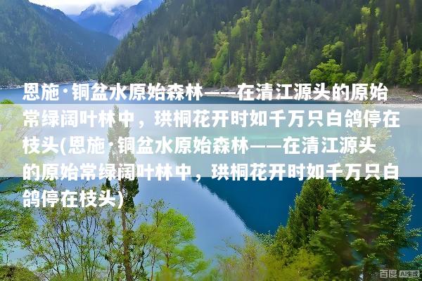 恩施·铜盆水原始森林——在清江源头的原始常绿阔叶林中，珙桐花开时如千万只白鸽停在枝头(恩施·铜盆水原始森林——在清江源头的原始常绿阔叶林中，珙桐花开时如千万只白鸽停在枝头)