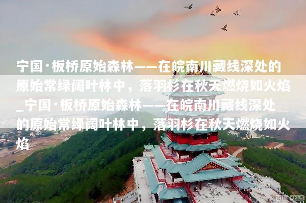 宁国·板桥原始森林——在皖南川藏线深处的原始常绿阔叶林中，落羽杉在秋天燃烧如火焰_宁国·板桥原始森林——在皖南川藏线深处的原始常绿阔叶林中，落羽杉在秋天燃烧如火焰
