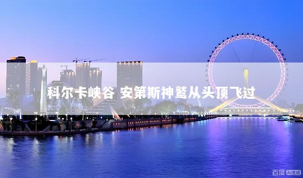 科尔卡峡谷 安第斯神鹫从头顶飞过